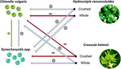 Embracing the Allelopathic Potential of Invasive Aquatic Plants to Manipulate Freshwater Ecosystems